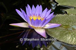 amazon water lily thumbnail graphic
